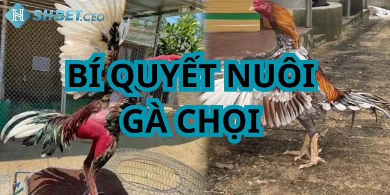 Nắm vững kỹ thuật nuôi gà chọi