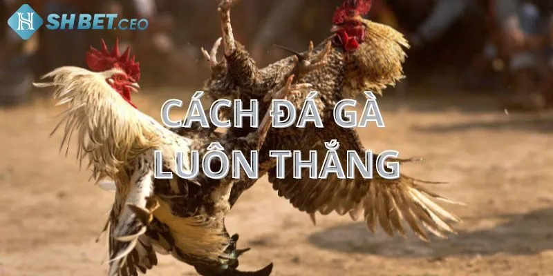 Cách đá gà luôn thắng - Bí quyết và chiến thuật của dân chơi