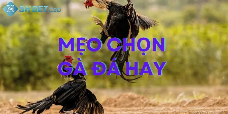 Mẹo chọn gà đá hay chuẩn nhất & những điều dân chơi cần biết